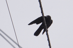 crow5.blog_.44