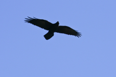 petersCreek-11 petersCreek-11