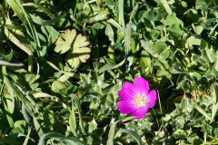 petersCreek-5 petersCreek-5