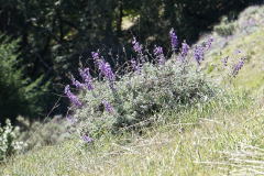 petersCreek-6 petersCreek-6