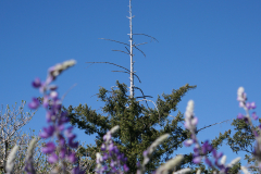 petersCreek-8 petersCreek-8