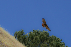 JD_Grant-11 JD_Grant-11