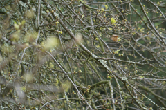 caleroBatInn-6 caleroBatInn-6