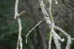 caleroBatInn-8 caleroBatInn-8