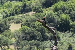 Almaden522-3 Almaden522-3