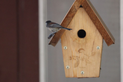 birdhouse-2 birdhouse-2