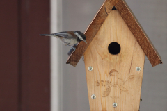 birdhouse-3 birdhouse-3