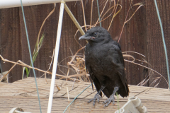 crow1.blog_.24 crow1.blog_.24
