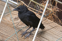 crow2.blog_.25 crow2.blog_.25