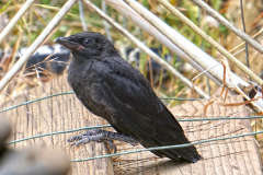 crow3.blog_.40 crow3.blog_.40