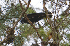 crow4.blog_.41 crow4.blog_.41