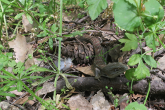 skyline526-10 skyline526-10