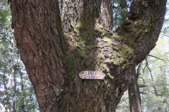 skyline526-8 skyline526-8