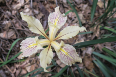 skyline526-9 skyline526-9